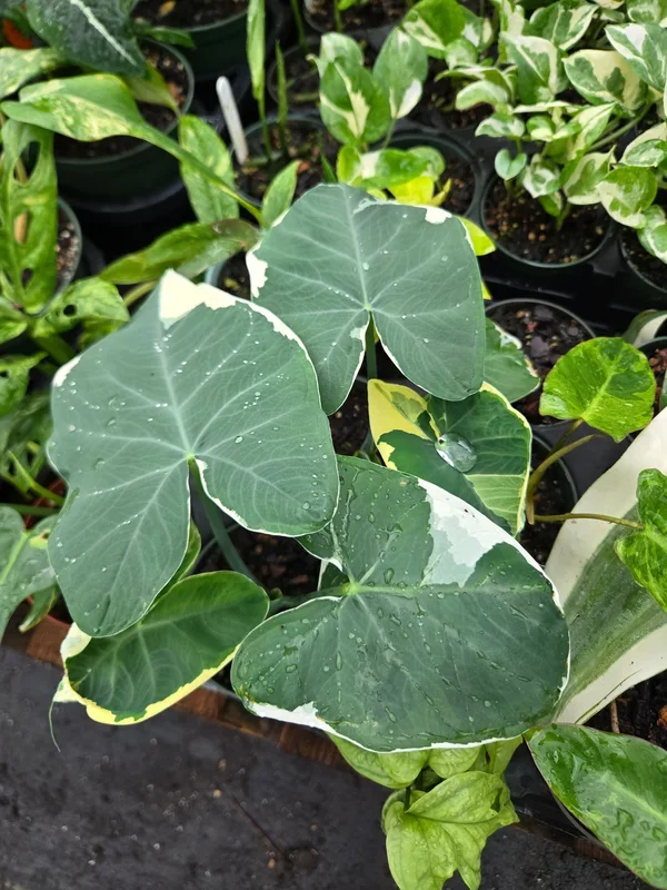 Xanthosoma albo variegata –Mickey Mouse alocasia–