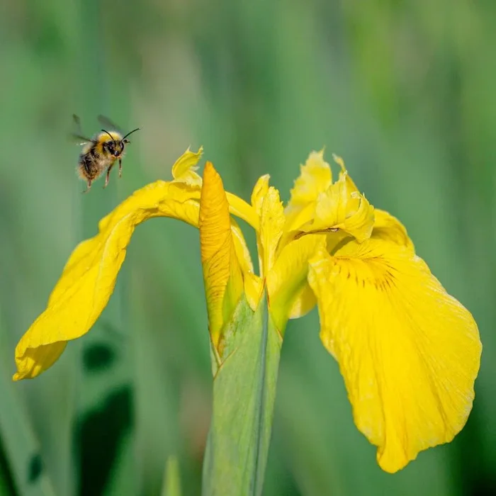 Yellow Flag Iris 9cm Pot Plants | Iris pseudacorus