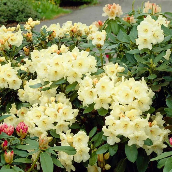 Yellow Rhododendron Shrubs for Sale | FastGrowingTrees.com