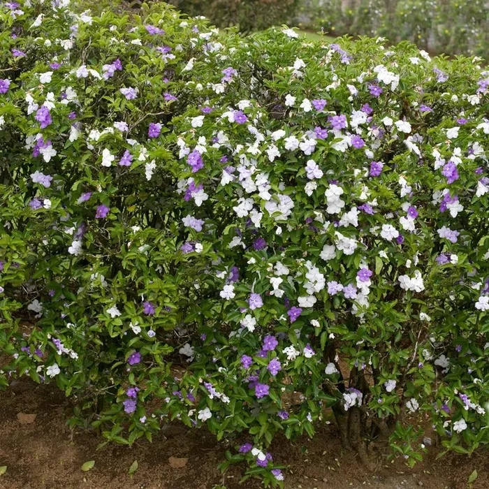 Yesterday, Today and Tomorrow Plants for Sale | FastGrowingTrees.com