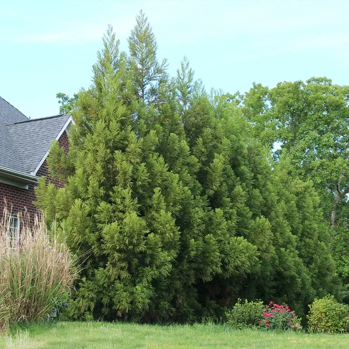 Yoshino Japanese Cedar Trees for Sale | FastGrowingTrees.com