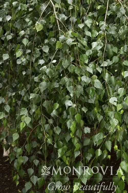 Young’s Weeping Birch – Monrovia