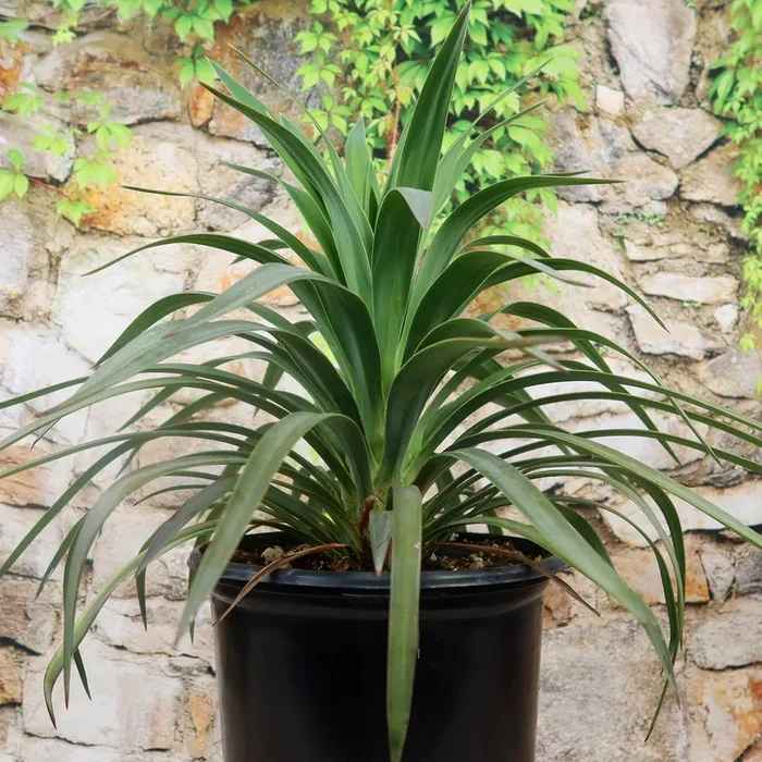 Yucca ‘Blue Boy’