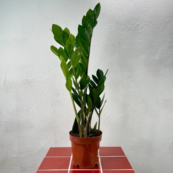 Zamioculcas Zamifolia- ZZ plant