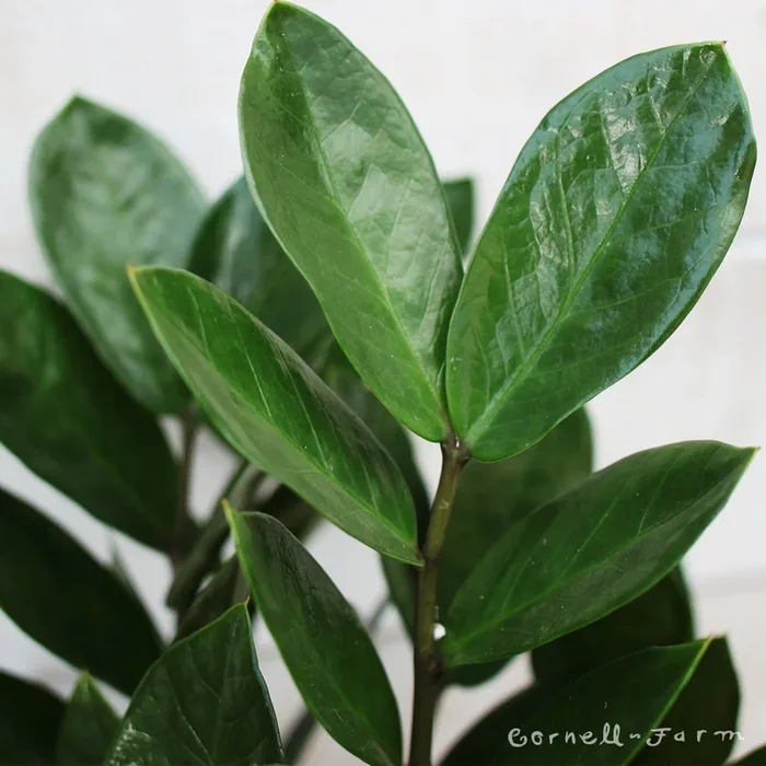 Zamioculcas zamiifolia 12in ZZ Plant