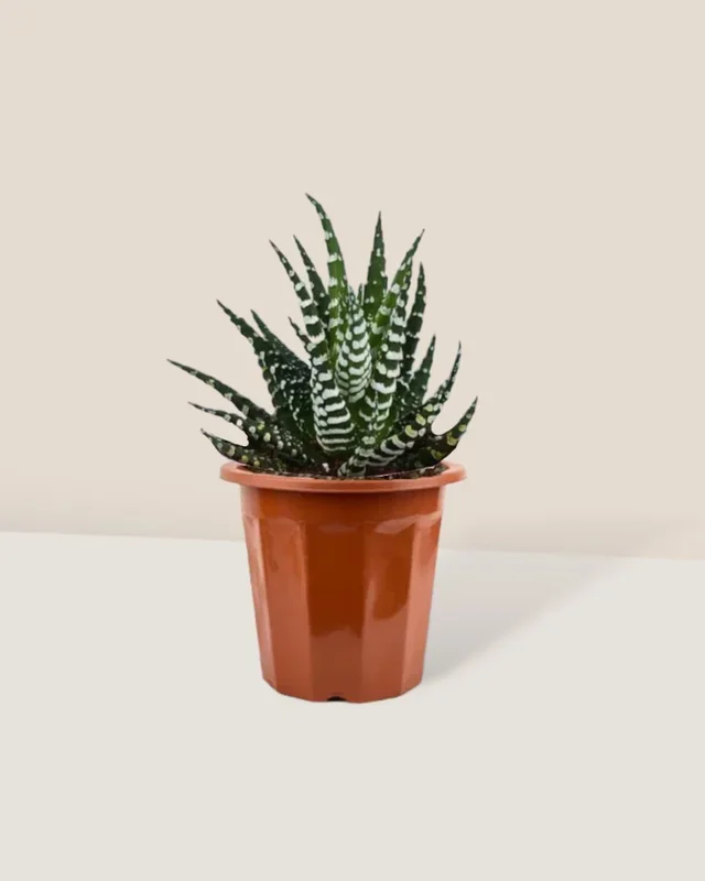 Zebra Plant – small