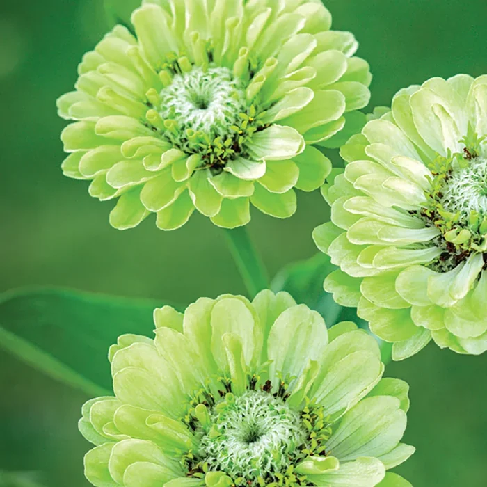 Zinnia, Envy Seeds, 1.1g